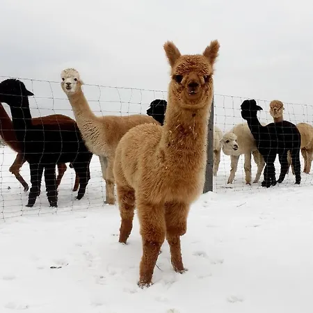 Am Alpakahof Hahn Apartman Grafenschlag