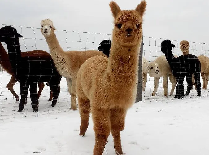 Am Alpakahof Hahn Apartamento Grafenschlag