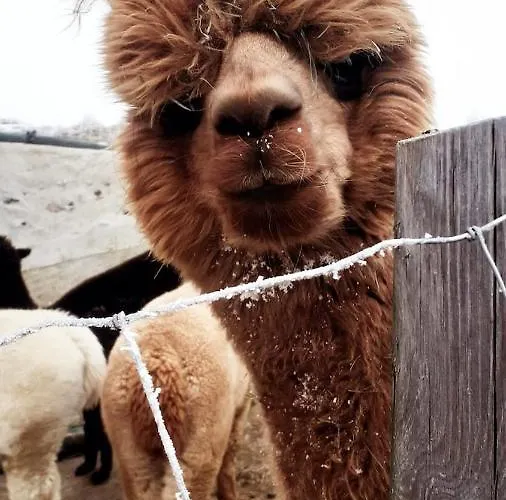 Apartamento Am Alpakahof Hahn *