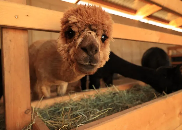 Am Alpakahof Hahn Apartamento *